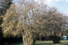 plant habit, winter flowering plant habit, winter flowering