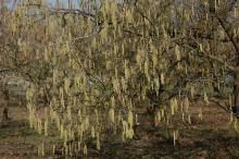 flowering branches, winter flowering branches, winter