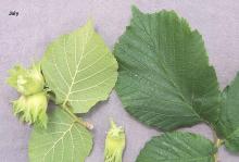 leaves and developing fruit leaves and developing fruit