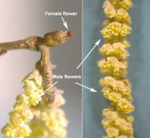 flowers, male and female flowers, male and female