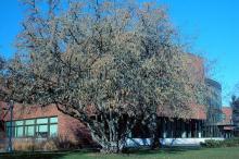 plant habit, winter flowering plant habit, winter flowering