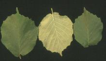 leaves leaves