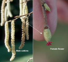 flowers; female, male catkins flowers; female, male catkins