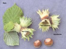 leaves, involucare, and fruit (nut) leaves, involucare, and fruit (nut)