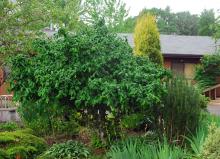 plant habit, summer plant habit, summer