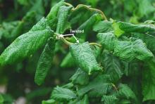 leaves leaves