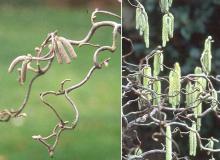 branches and immature catkins, winter branches and immature catkins, winter
