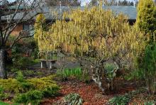 plant habit, early spring plant habit, early spring