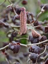 male catkins and leaves