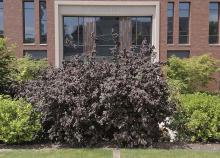 plant habit, late spring