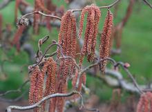 elongated male catkins