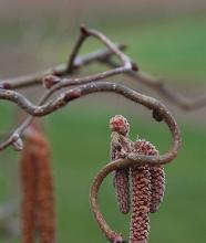 twisted branches and male catkins