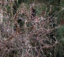 branches, winter