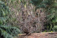plant habit, winter