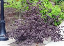 plant habit, spring
