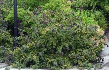 plant habit, late summer
