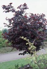 plant habit, early May