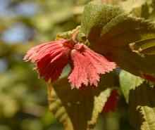 fruit, July