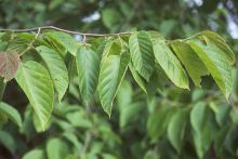 leafy shoot