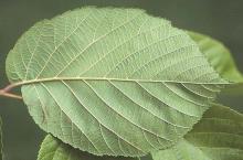 leaf, underside