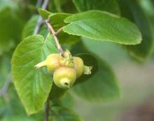 fruit and leaves