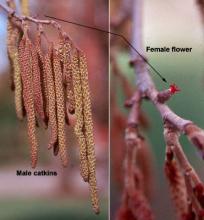 flowers, male and female
