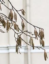 winter, male catkins
