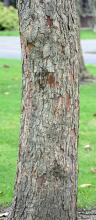 trunk, bark