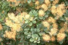 leaves and flower clusters, late summer