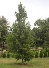 plant habit, late spring plant habit, late spring