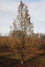 plant habit, winter, male catkins plant habit, winter, male catkins