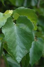 leaf leaf