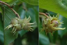 ripening fruit ripening fruit