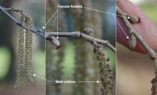 flowers, male and female flowers, male and female