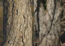 trunk, bark trunk, bark