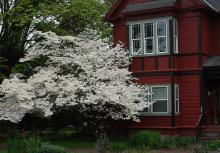 plant habit, white flowering plant habit, white flowering