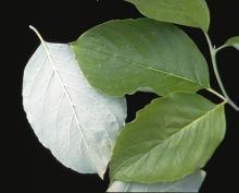 leaves leaves