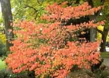 plant habit, fall plant habit, fall