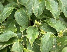 leaves and immature fruit leaves and immature fruit
