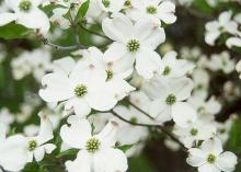 flowers, white flowers, white
