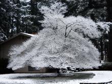 plant habit, winter plant habit, winter