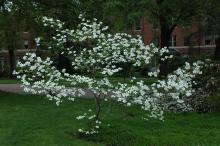 plant habit, white flowering plant habit, white flowering