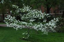 plant habit, white flowering