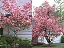 plant habit, flowering (C. florida f. rubra) plant habit, flowering (C. florida f. rubra)