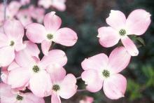 flowers (C. florida f. rubra)