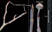 winter twig, buds winter twig, buds