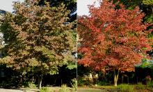 plant habit, late summer and fall plant habit, late summer and fall
