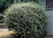 plant habit, sheared