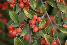 fruit and leaves