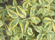 leaves